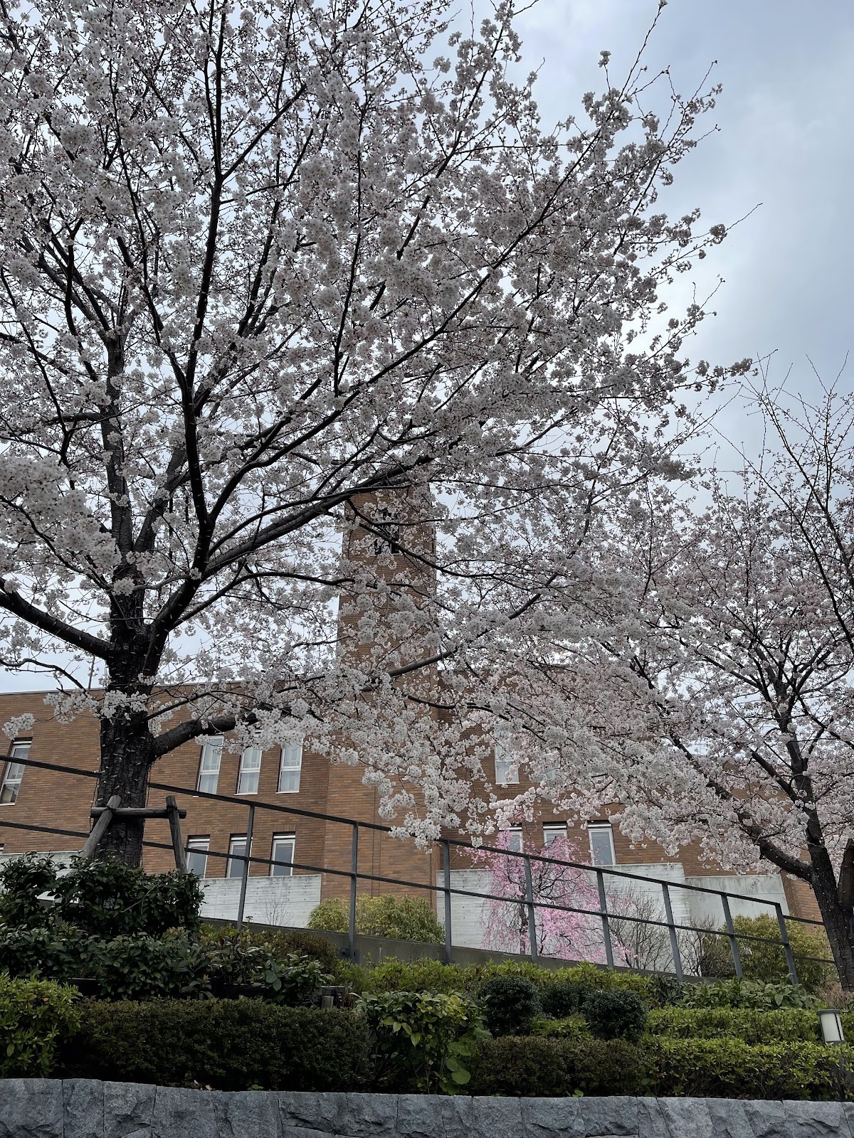聖光学院中学校 建学の精神「人格の尊厳と愛」・合言葉「紳士たれ」のカトリック男子校