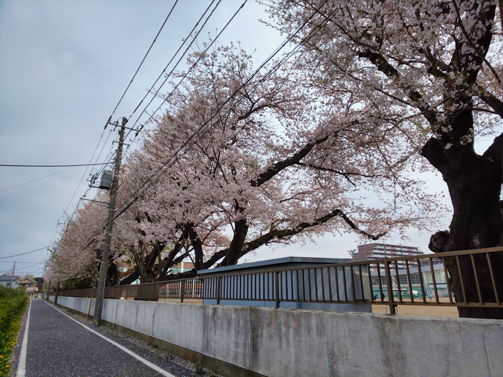 日本体育大学桜華中学校の校内・教育環境