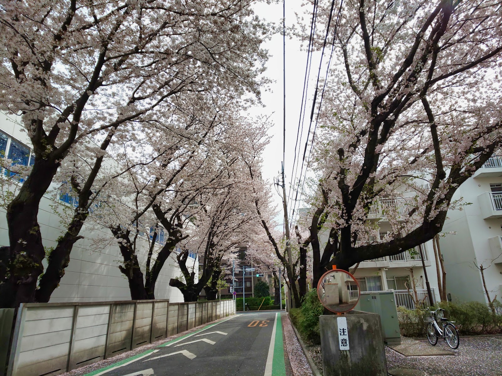 日本体育大学桜華中学校の周辺・アクセス