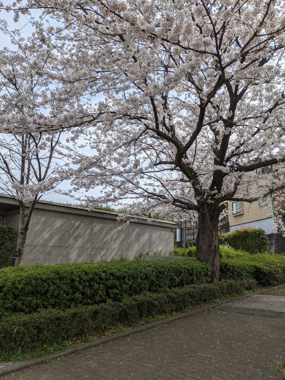 中央大学附属横浜中学校の周辺・アクセス