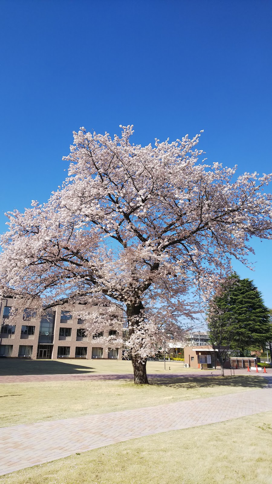 和洋国府台女子中学校の施設・校内風景