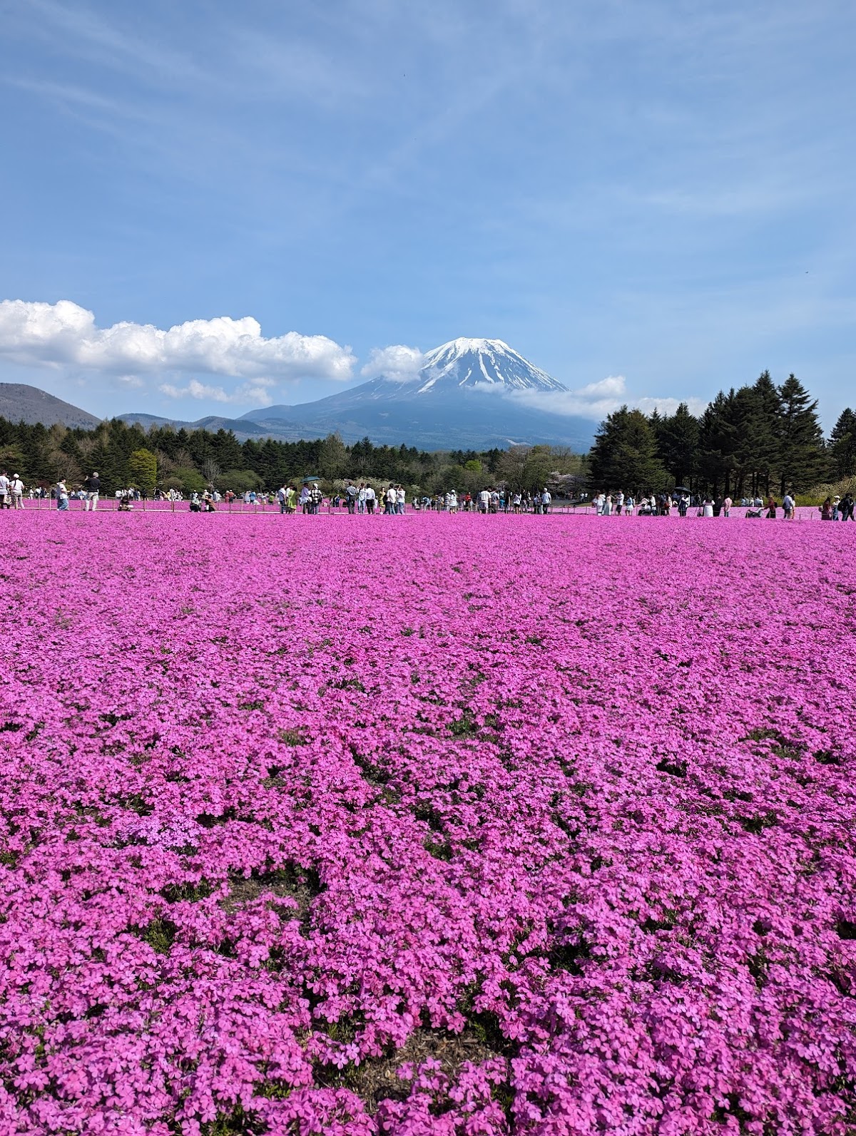 富士芝桜まつり