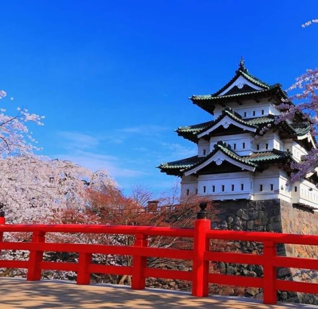 弘前公園の桜