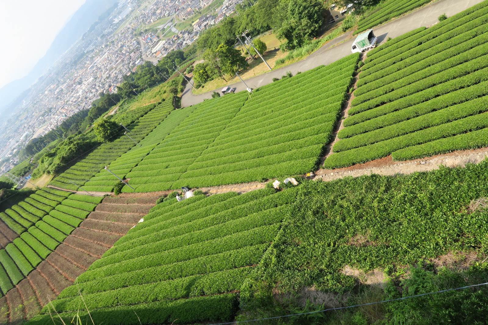 静岡県にひろがる茶畑のようす