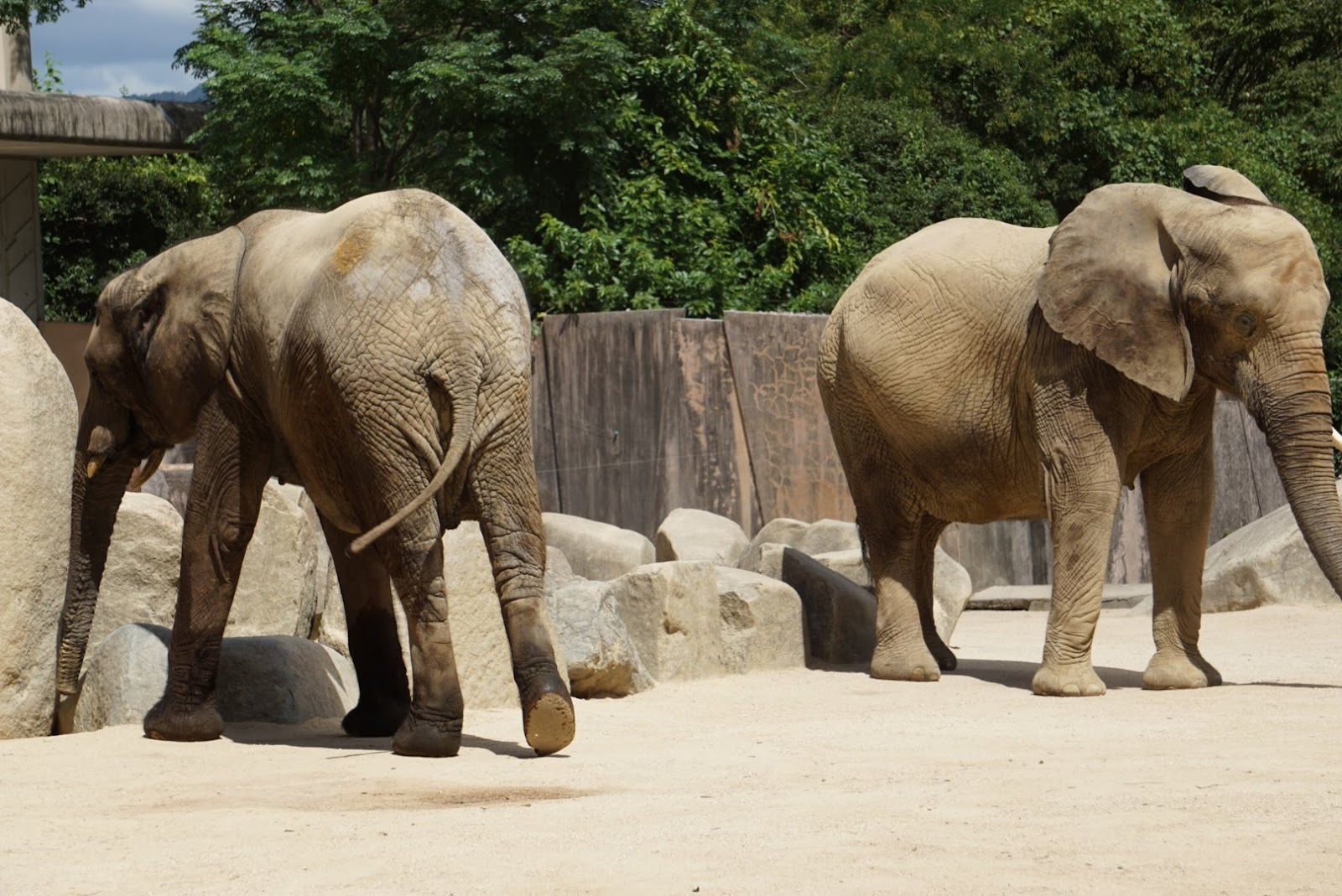 広島市安佐北区の広島市安佐動物公園