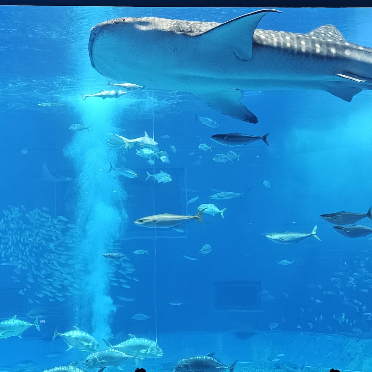 沖縄美ら海水族館 黒潮の海の大水槽