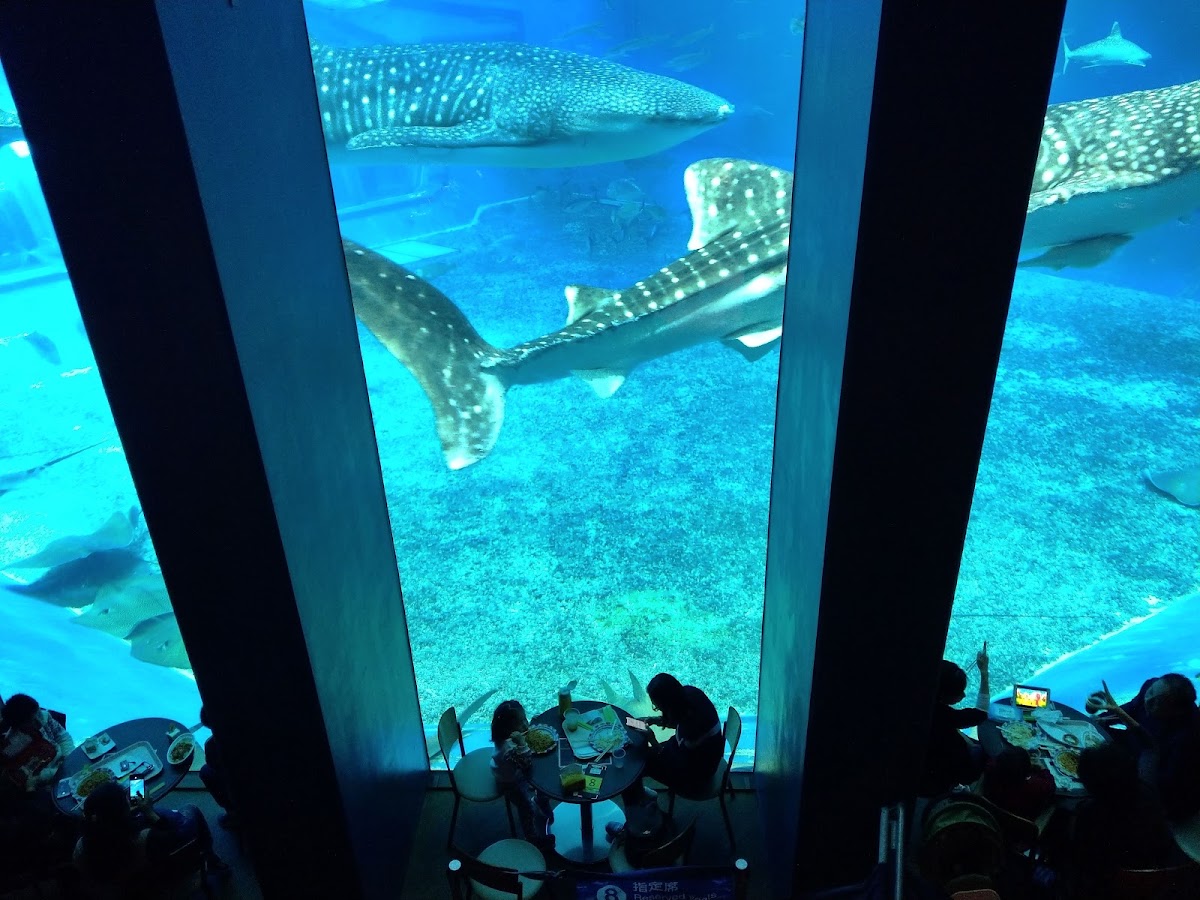 沖縄美ら海水族館 サンゴの海