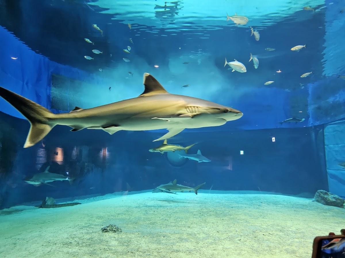 沖縄美ら海水族館 海洋博公園からの眺め