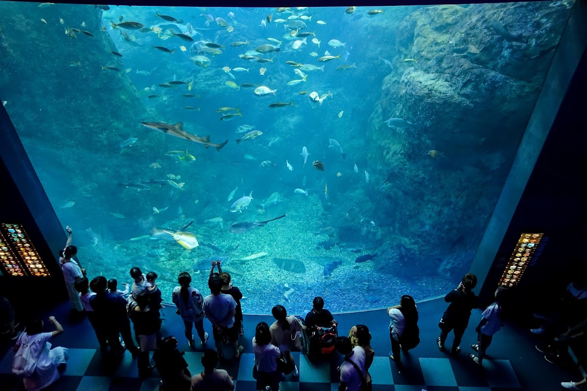 新江ノ島水族館 相模湾大水槽