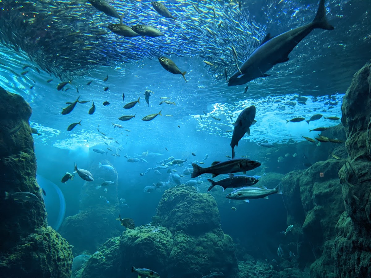 新江ノ島水族館 クラゲファンタジーホール
