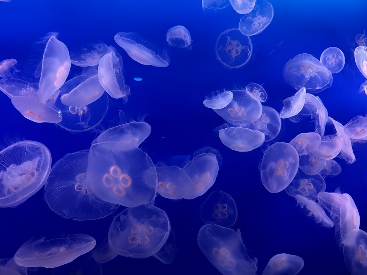 新江ノ島水族館 片瀬海岸からの眺め