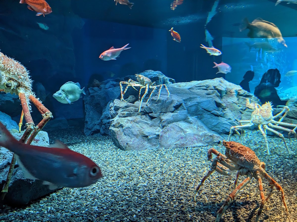 海遊館 館内の順路