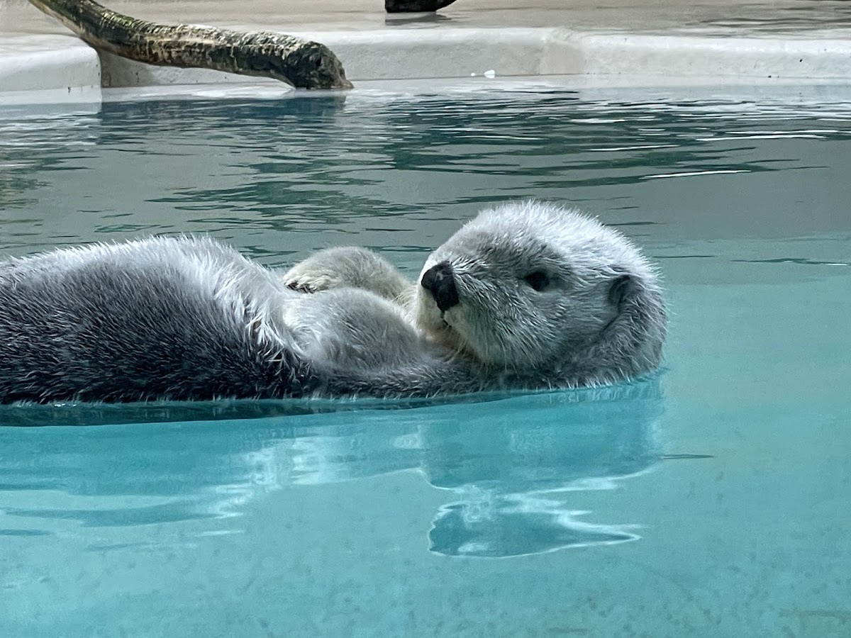 鳥羽水族館 ラッコ