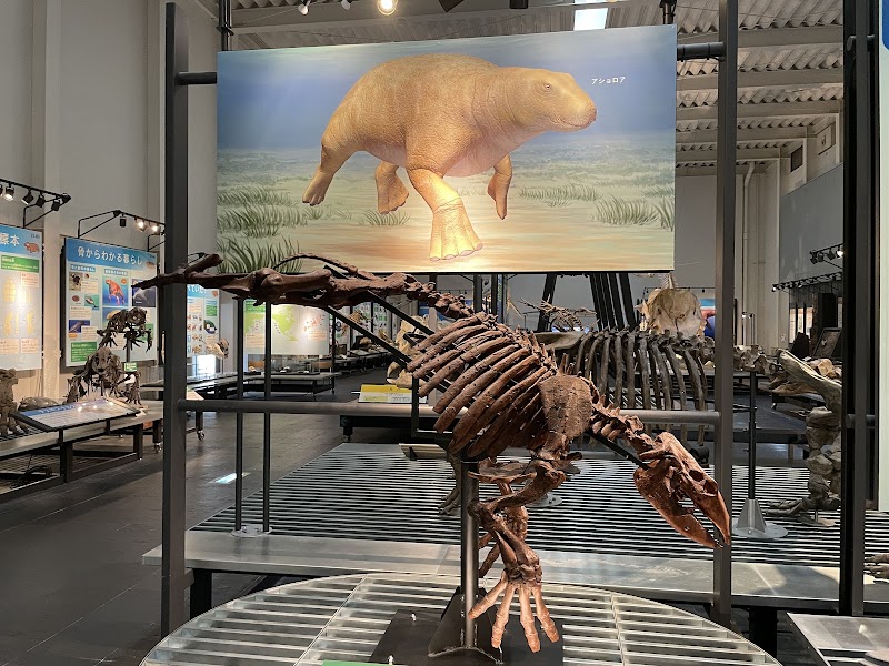 足寄動物化石博物館 展示