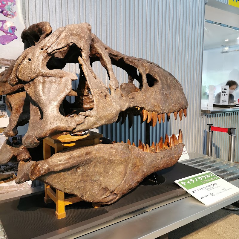 足寄動物化石博物館 体験