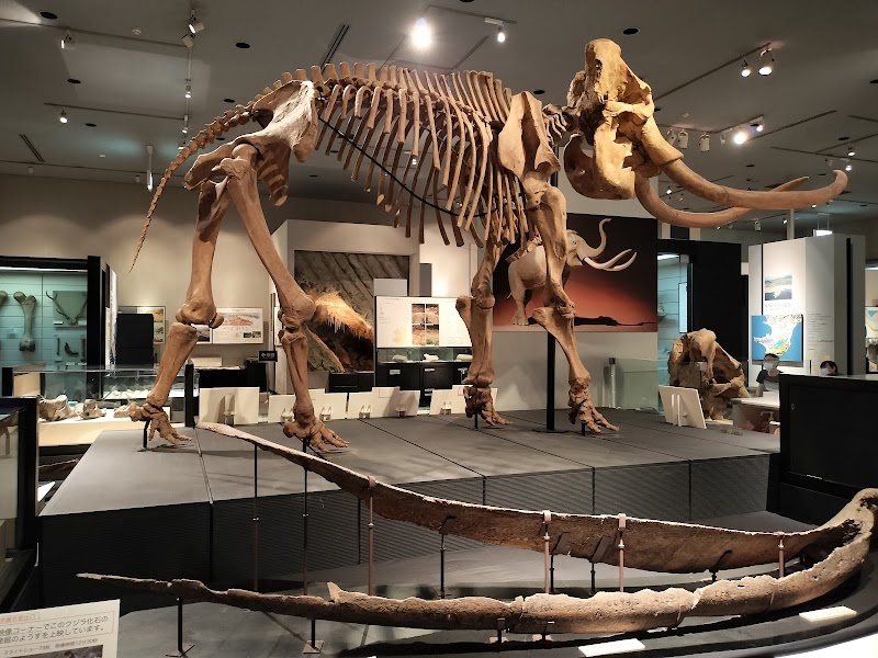 千葉県立中央博物館 展示
