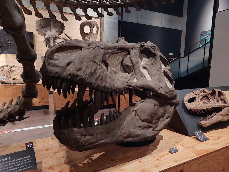 御所浦白亜紀資料館 体験