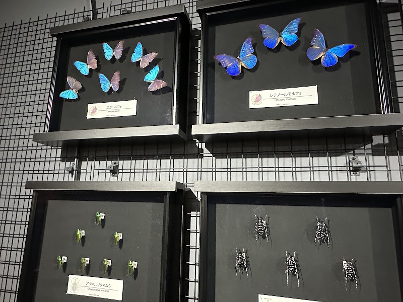 兵庫県立人と自然の博物館(ひとはく) 体験