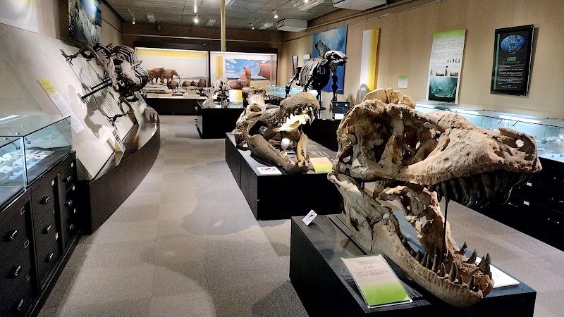 北海道大学総合博物館 展示
