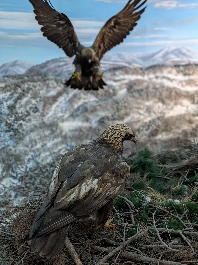 岩手県立博物館 体験