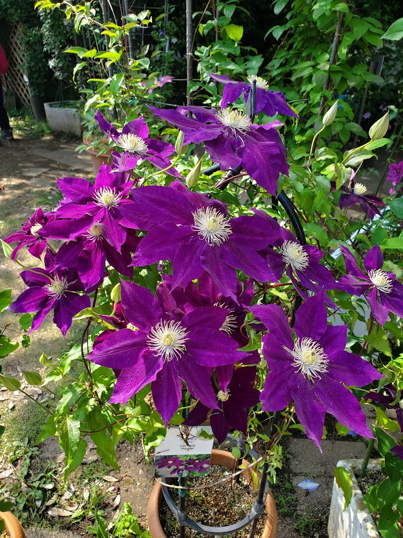 国立科学博物館 筑波実験植物園・自然教育園 詳細