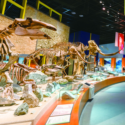 神奈川県立生命の星・地球博物館 外観