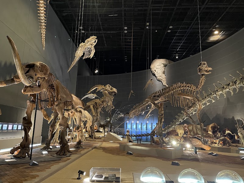 神奈川県立生命の星・地球博物館 展示