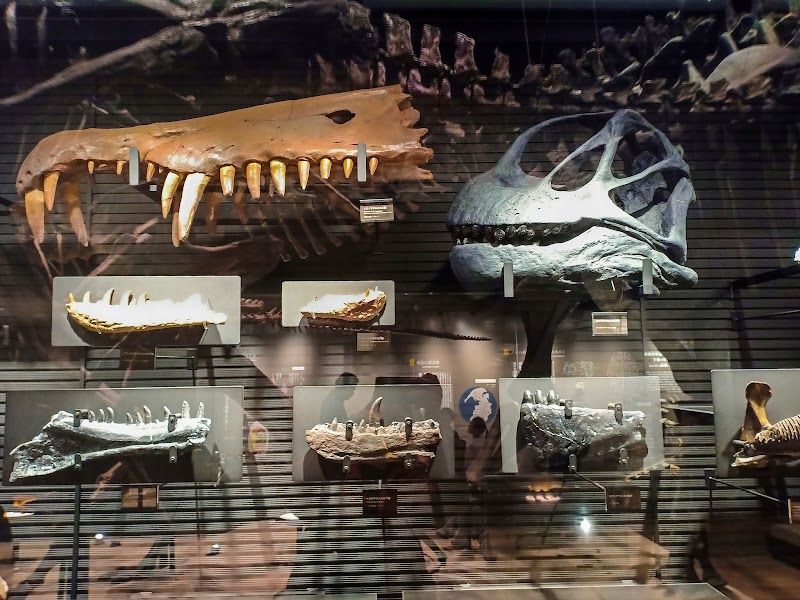 御船町恐竜博物館 展示