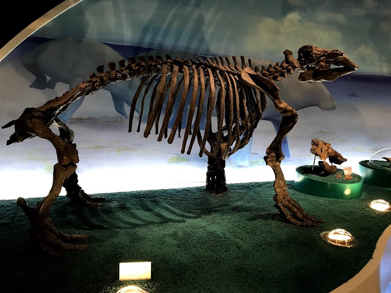 瑞浪市化石博物館 展示