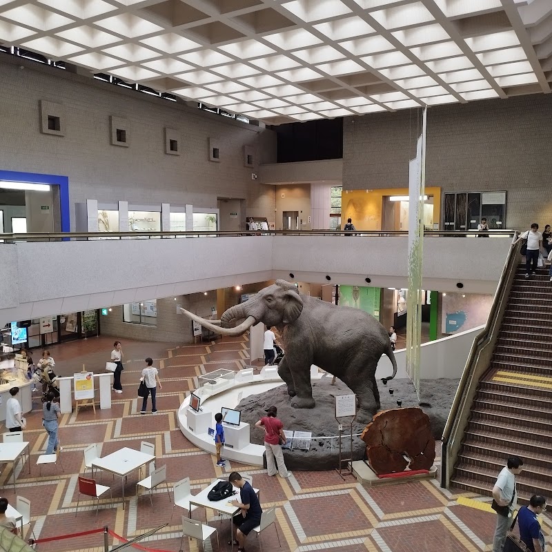 大阪市立自然史博物館 展示