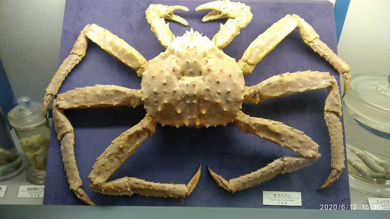 大阪市立自然史博物館 詳細