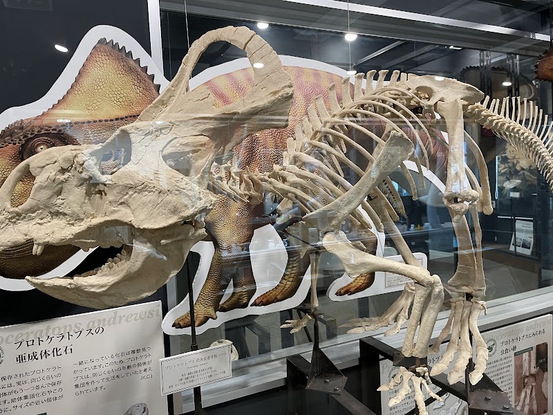 岡山理科大学 恐竜学博物館 展示