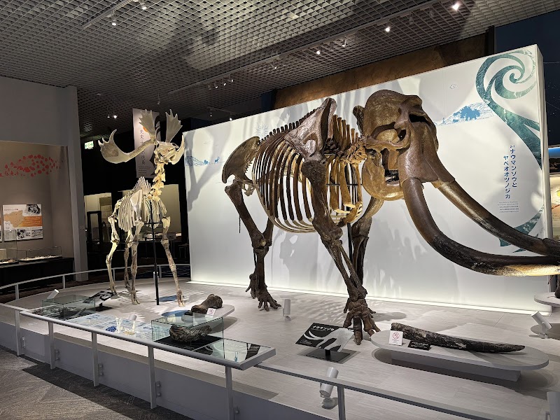 徳島県立博物館 展示