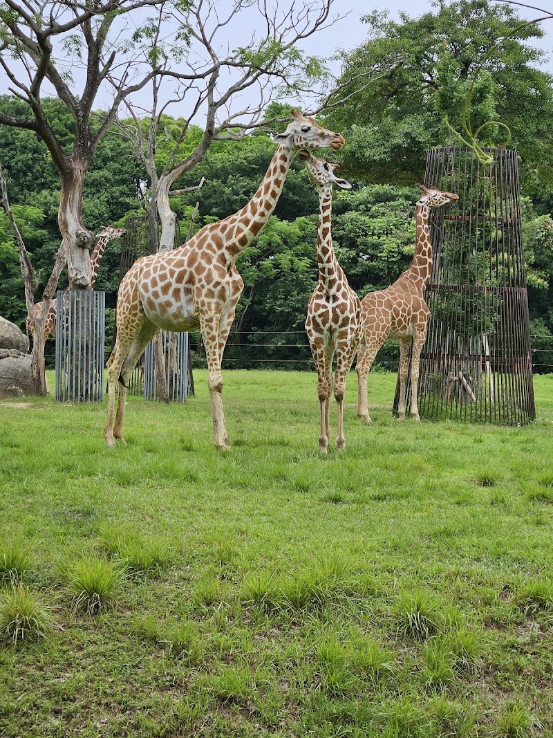 豊橋市自然史博物館(のんほいパーク内) 展示