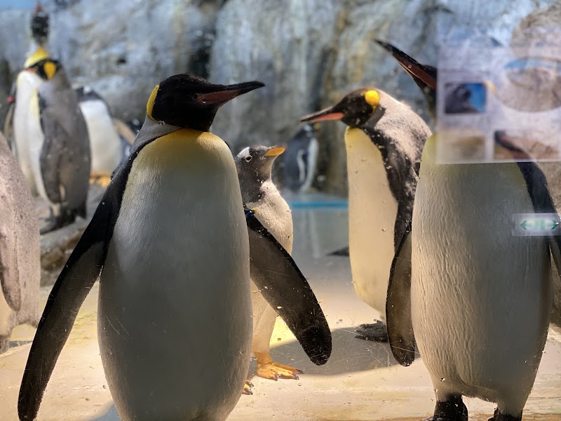 豊橋市自然史博物館(のんほいパーク内) 詳細