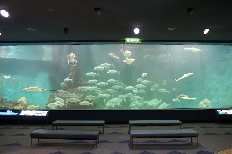 和歌山県立自然博物館 展示