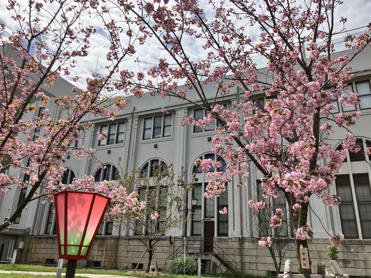造幣局 大阪本局 構内の桜並木